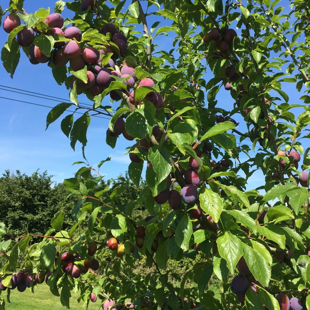 'Victoria' Plum Tree