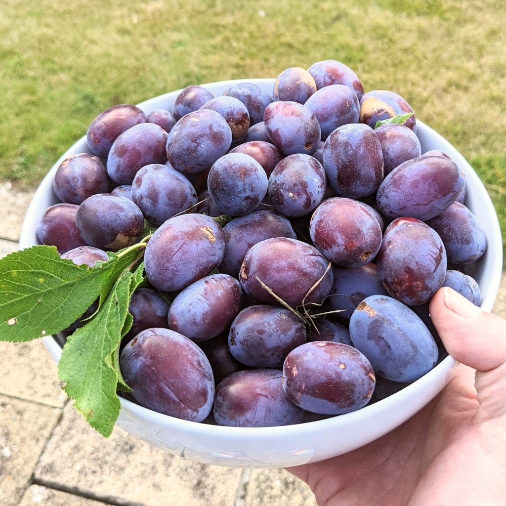 'Victoria' Plum Tree