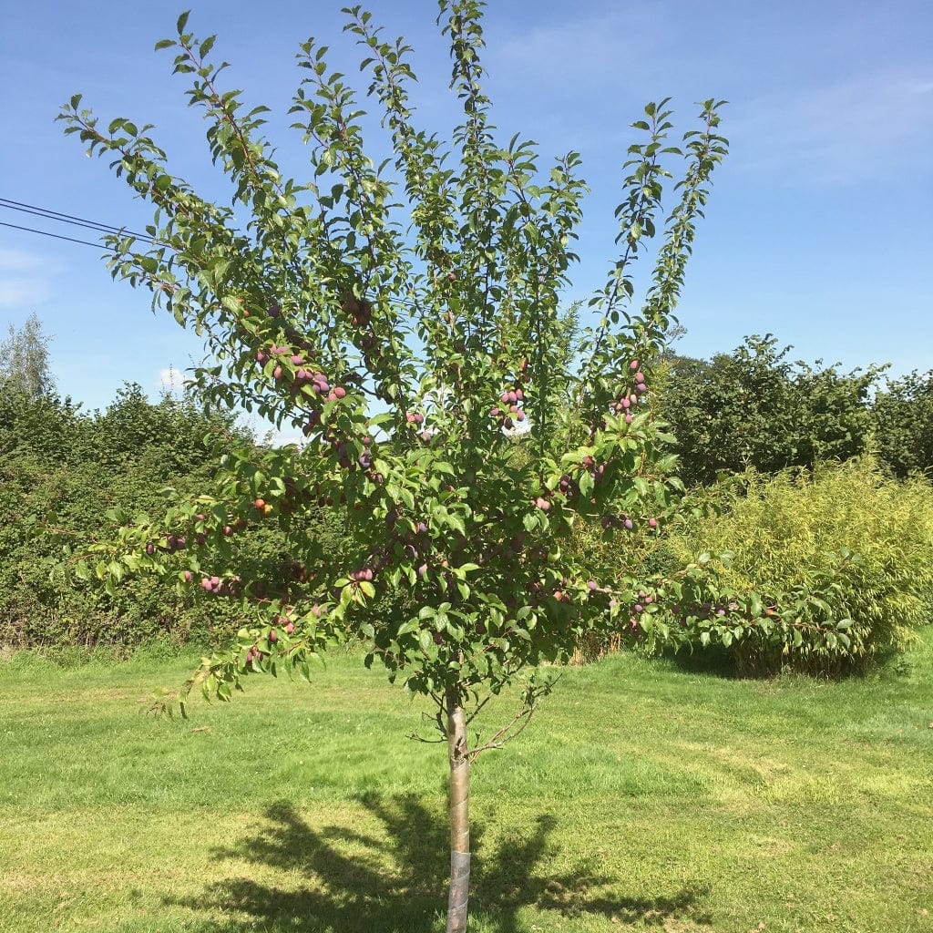 'Victoria' Plum Tree