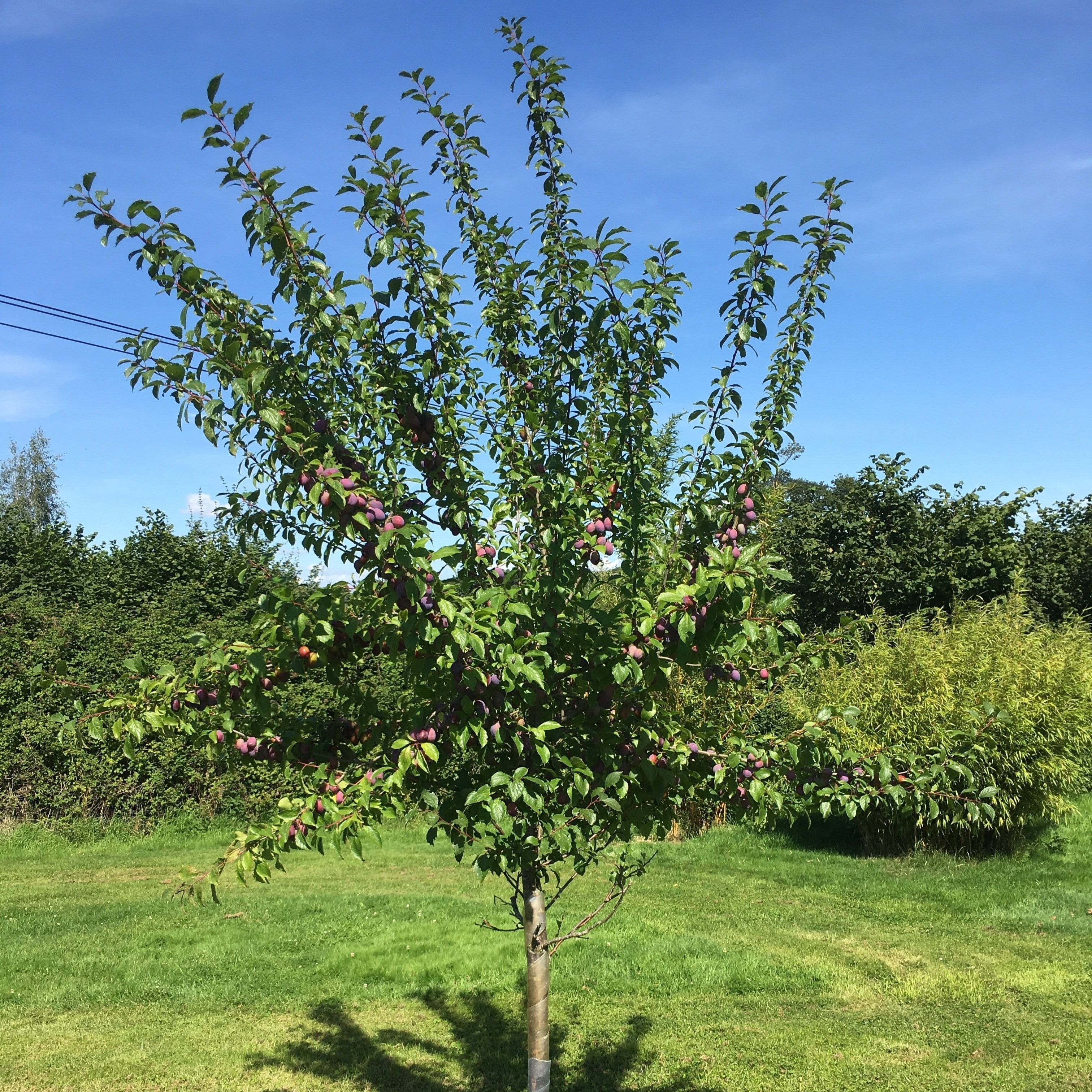 Apple, Fig & Plum