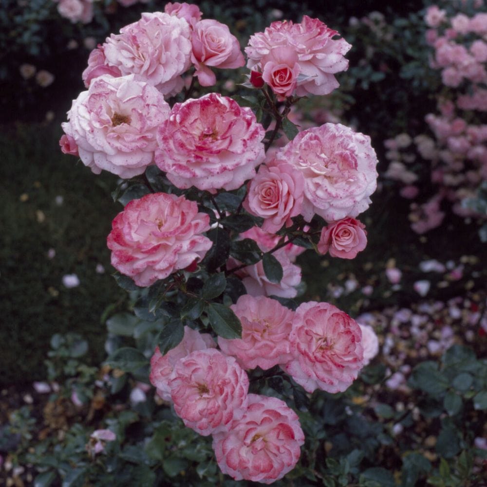 'Sexy Rexy' Floribunda Rose