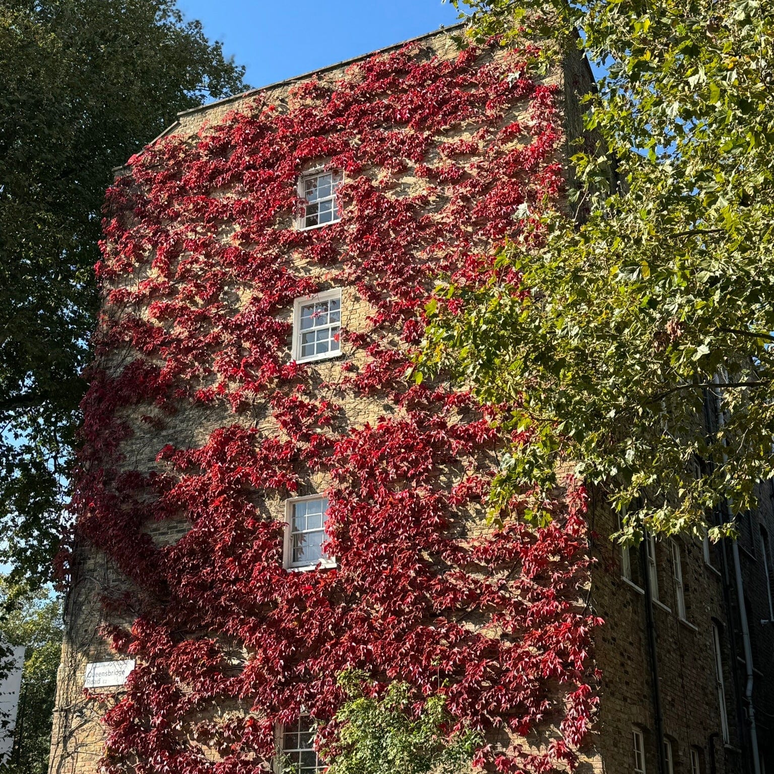 Parthenocissus quinquefolia