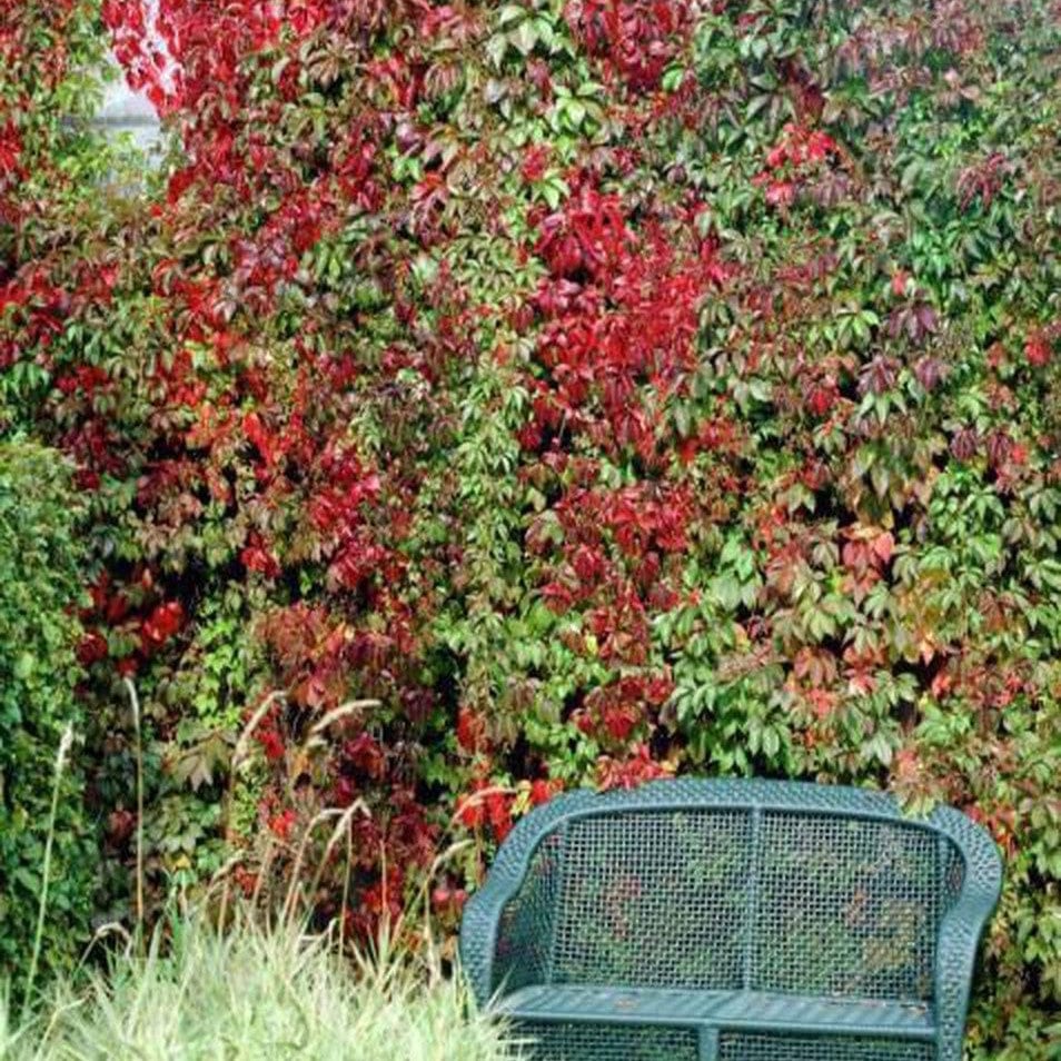 Parthenocissus quinquefolia