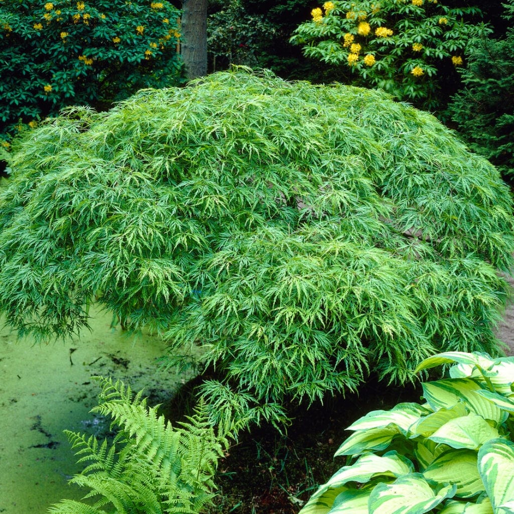 Acer palmatum 'Dissectum Viride'