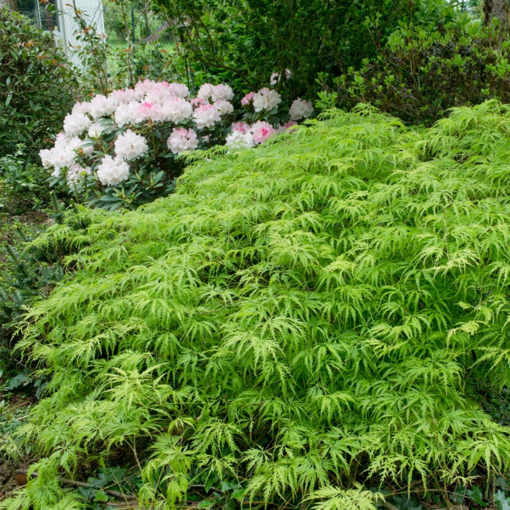 Acer palmatum 'Dissectum Viride'