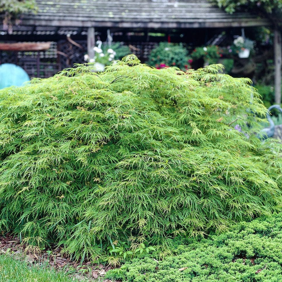 Acer palmatum 'Dissectum Viride'