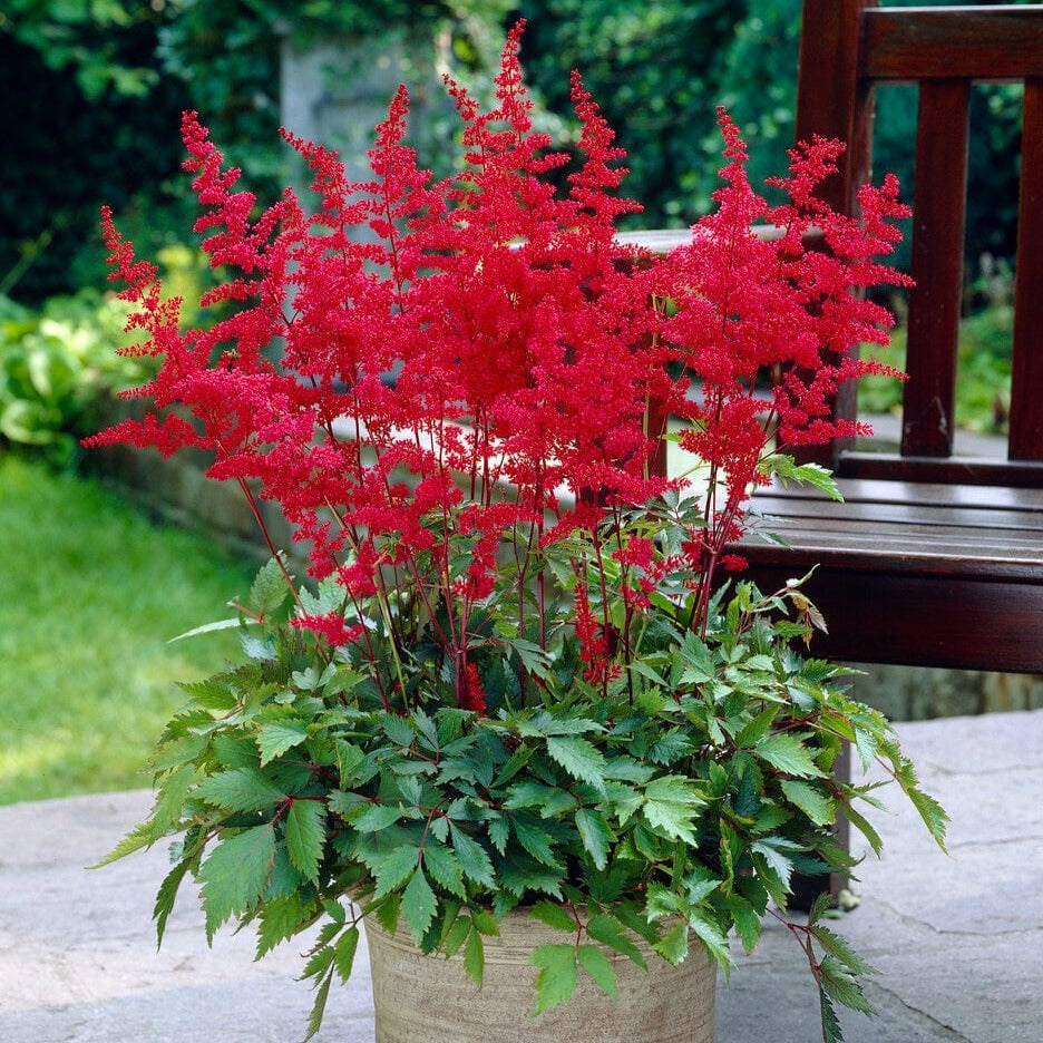 Astilbe 'Fanal'