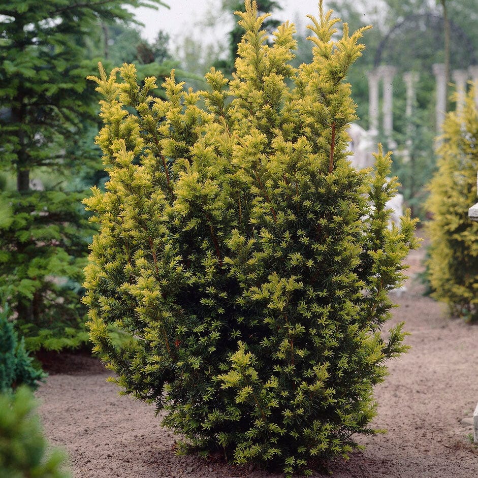Taxus baccata