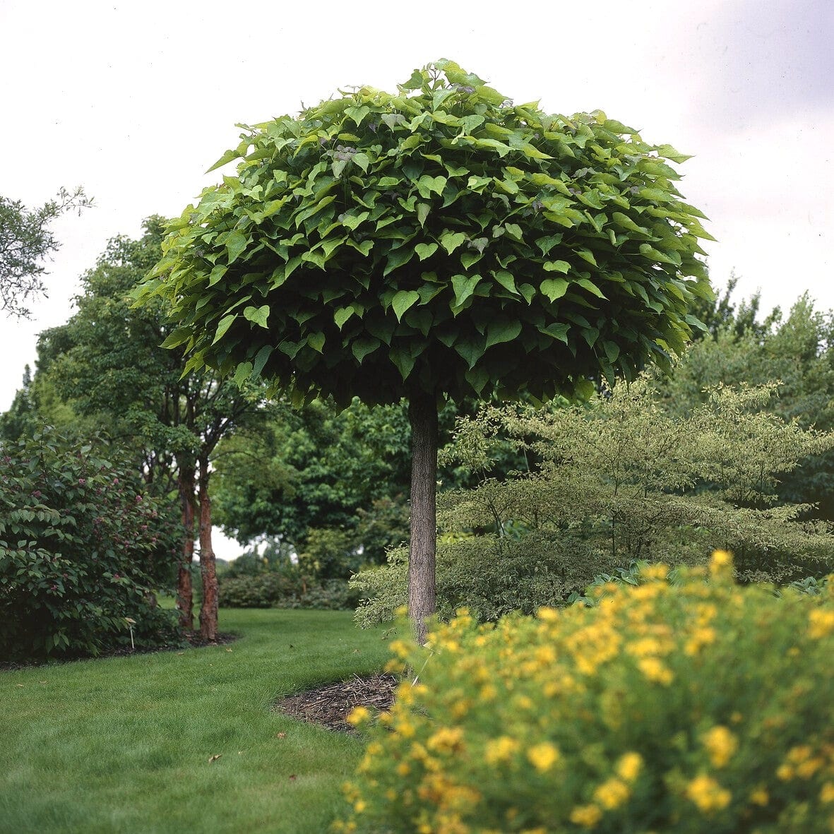 Catalpa bignonioides 'Nana'