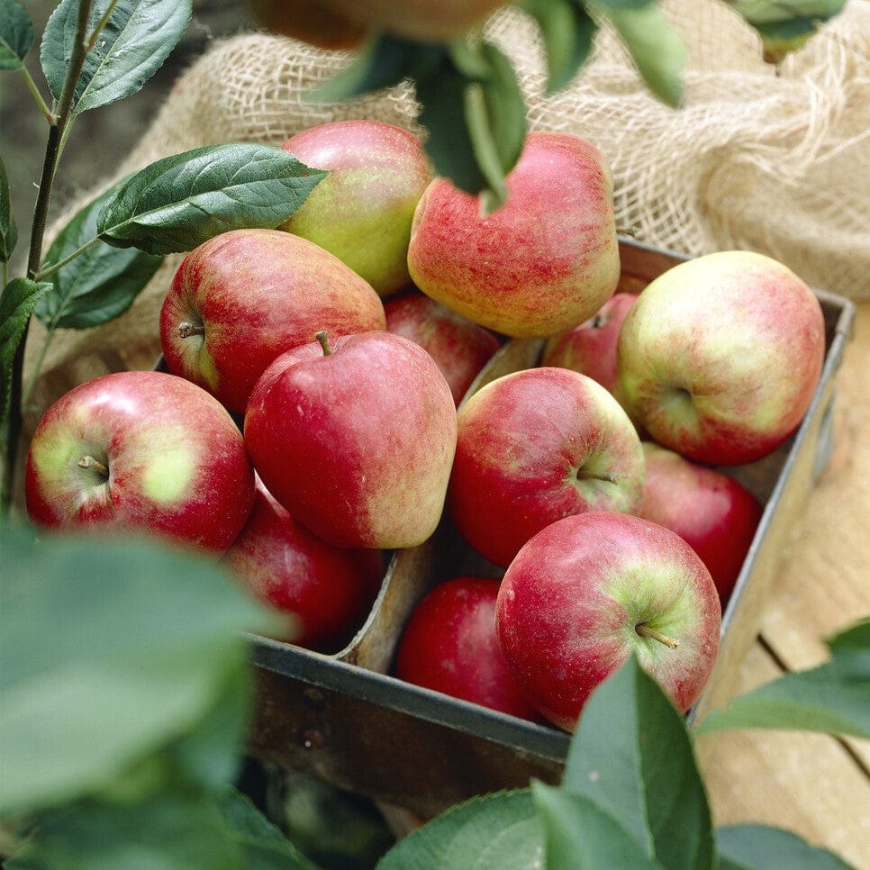 'Katy' Apple Tree