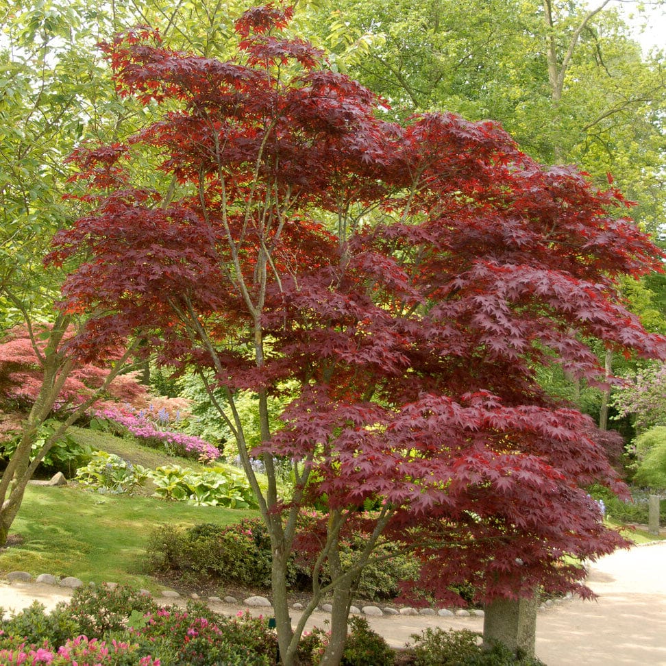 Acer palmatum 'Red Emperor'