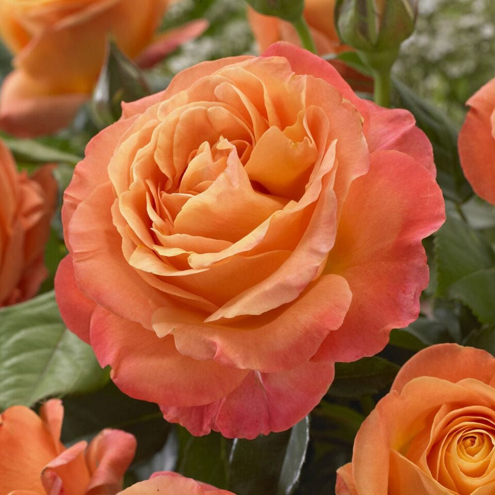 'Phoenix' Floribunda Rose