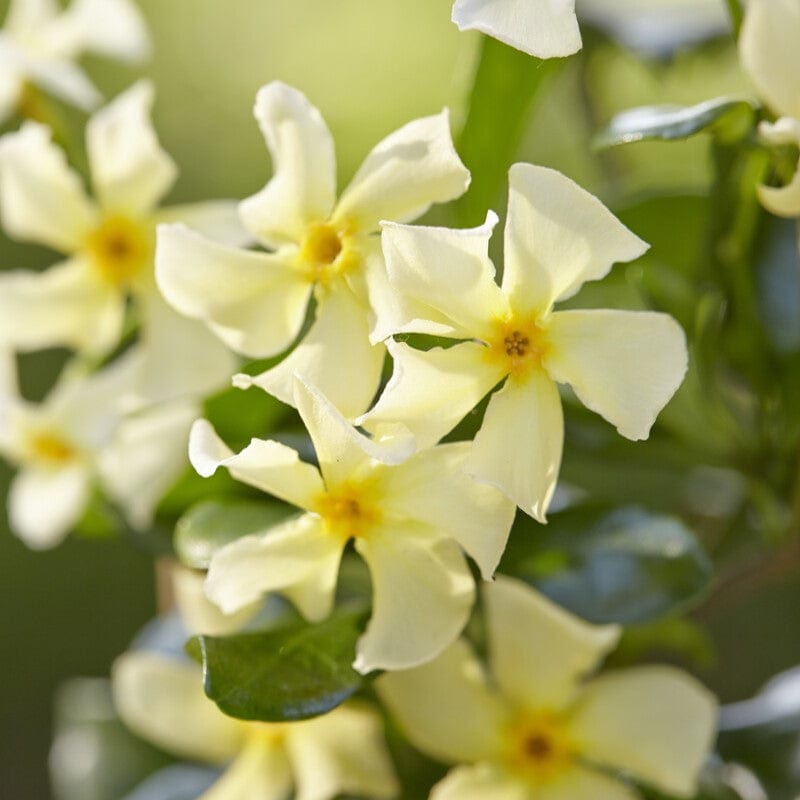 Trachelospermum jasminoides 'Star of Tuscany'