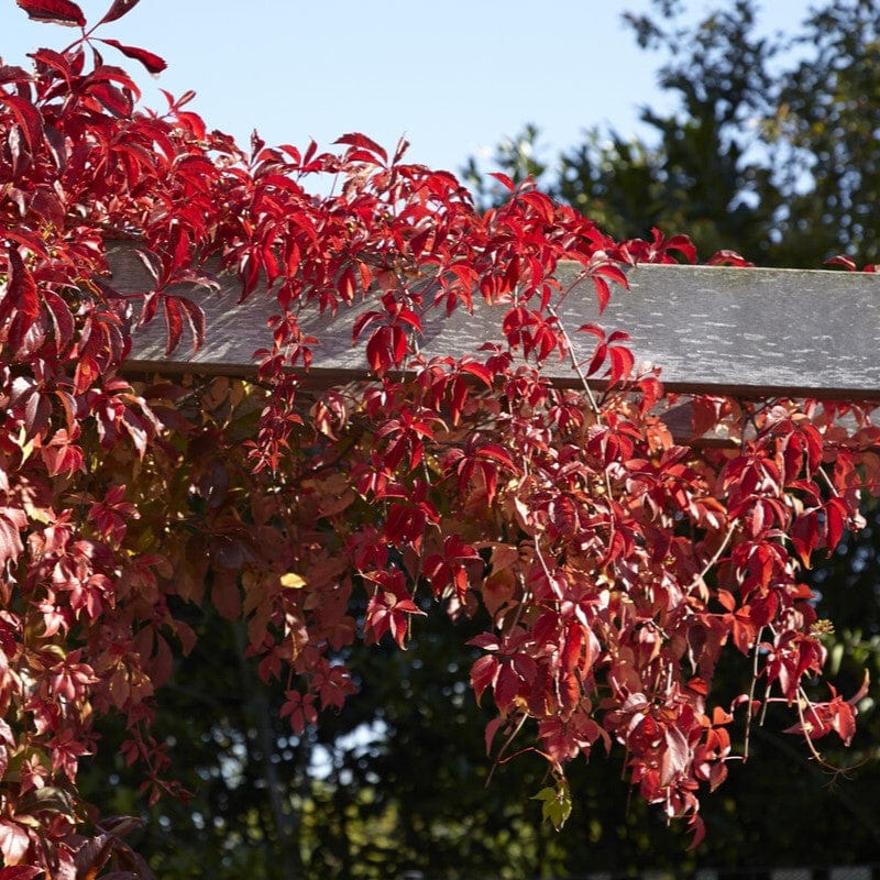 Parthenocissus quinquefolia