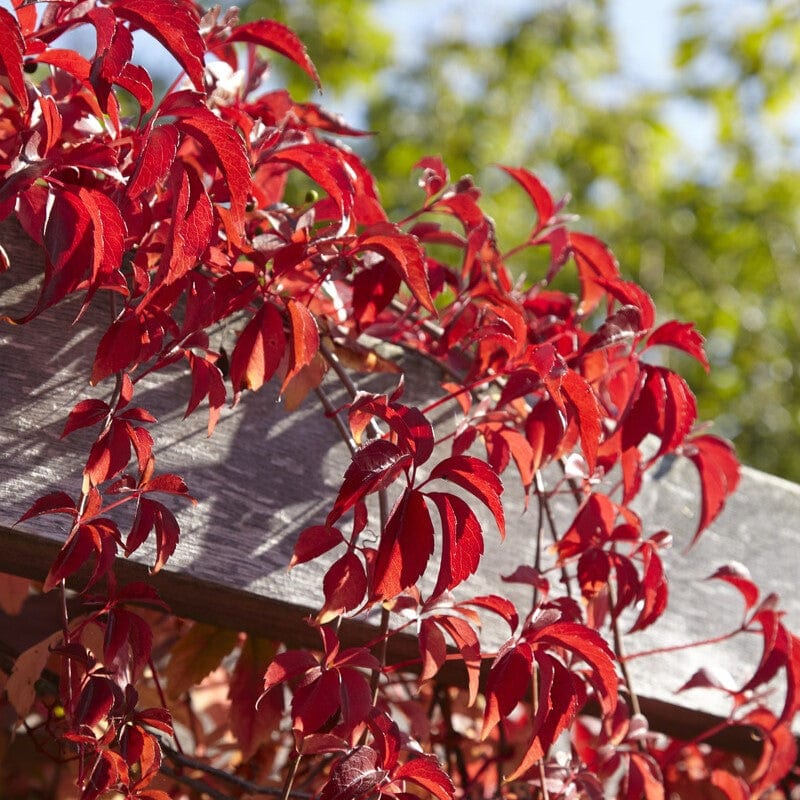 Parthenocissus quinquefolia