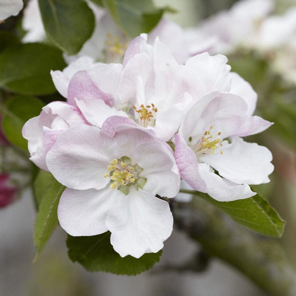 'Bramley's Seedling' Apple Tree