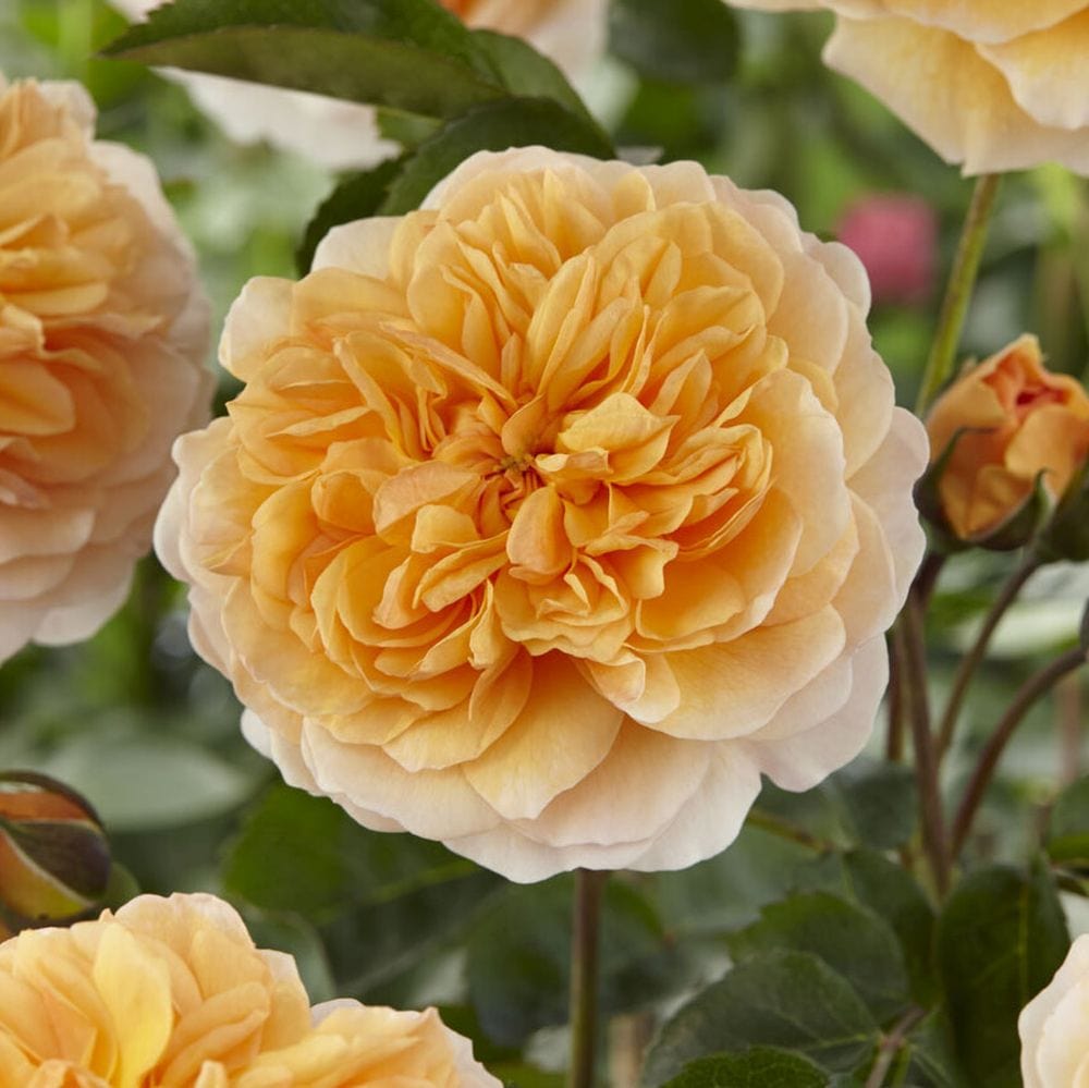 'Duchess of Cornwall' Hybrid Tea Rose