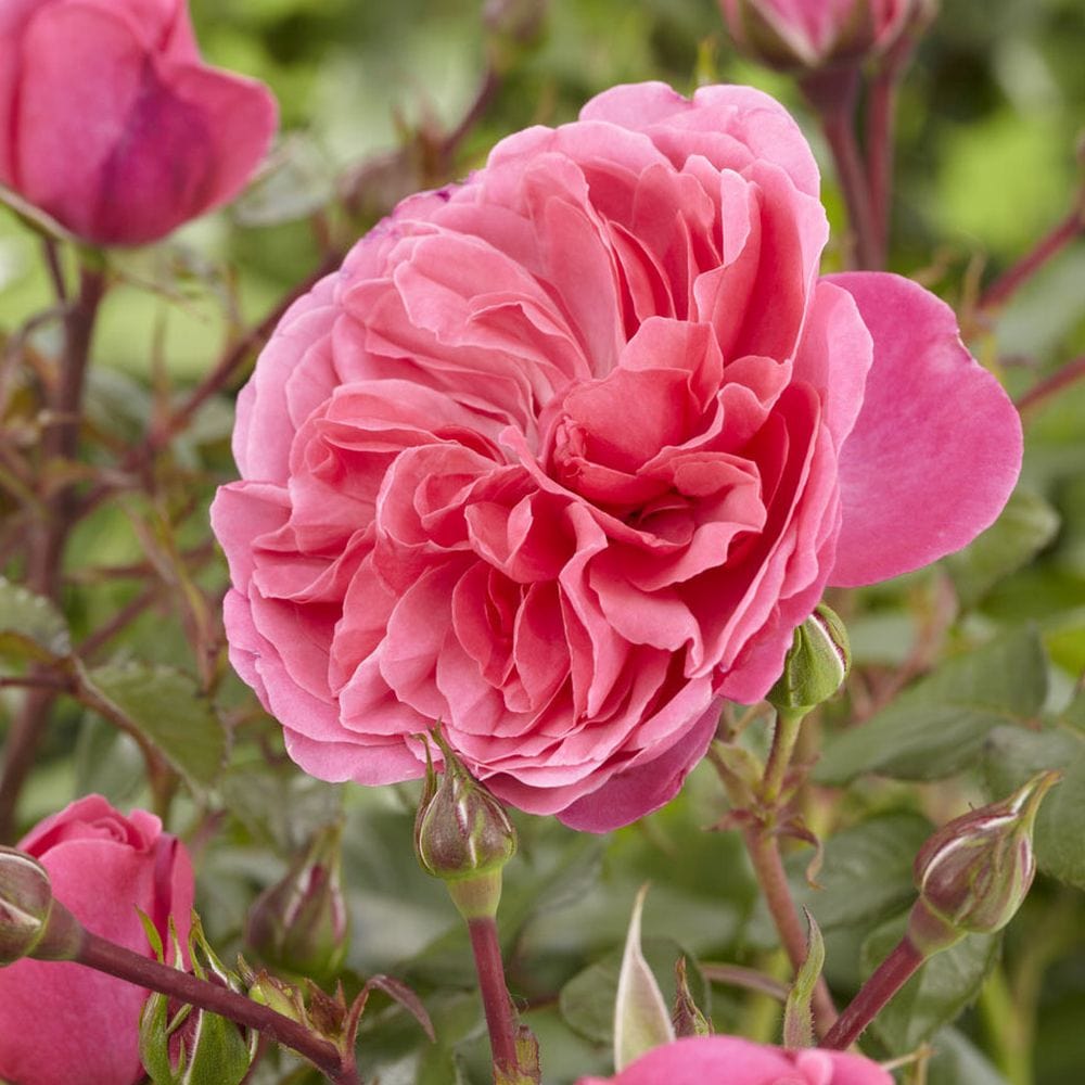 'Pure Poetry' Hybrid Tea Rose
