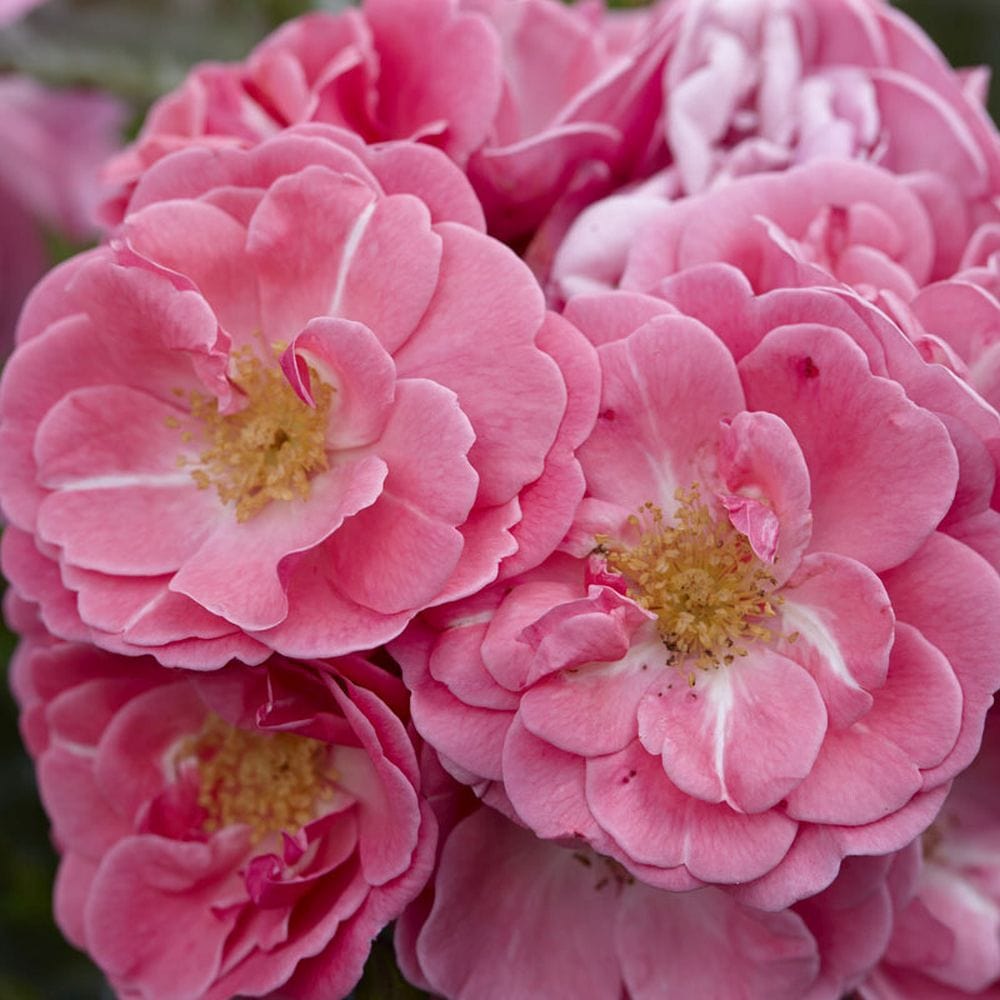 'Flirt 2011' Patio Shrub Rose