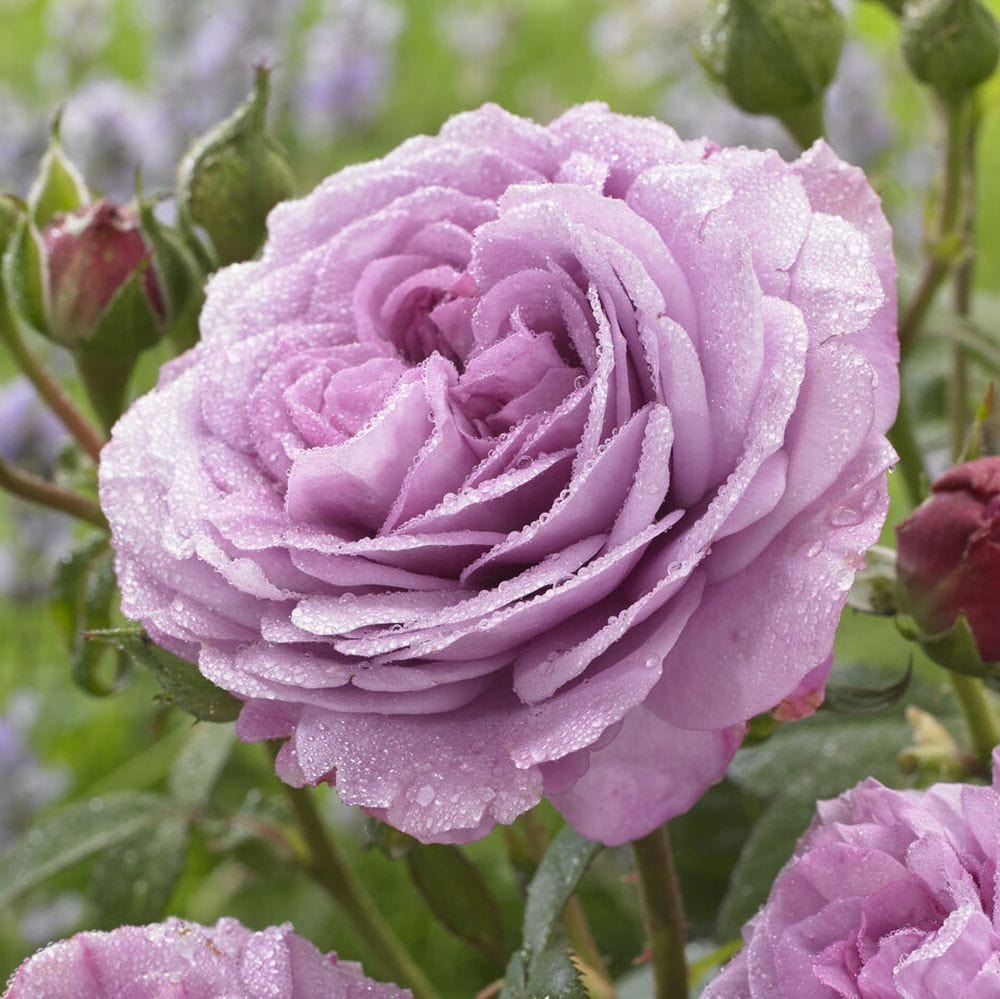 'Lavender Ice' Patio Shrub Rose
