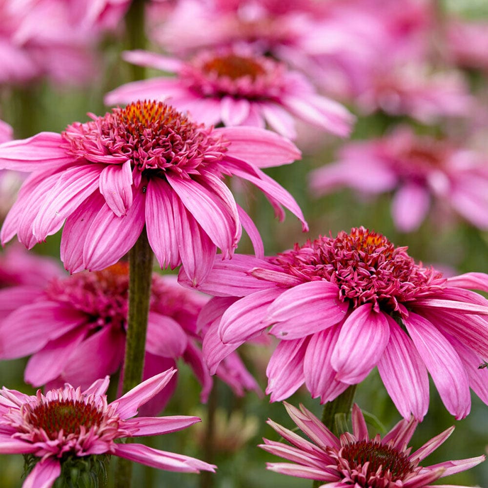 Echinacea 'SunSeekers Sweet Fuchsia'