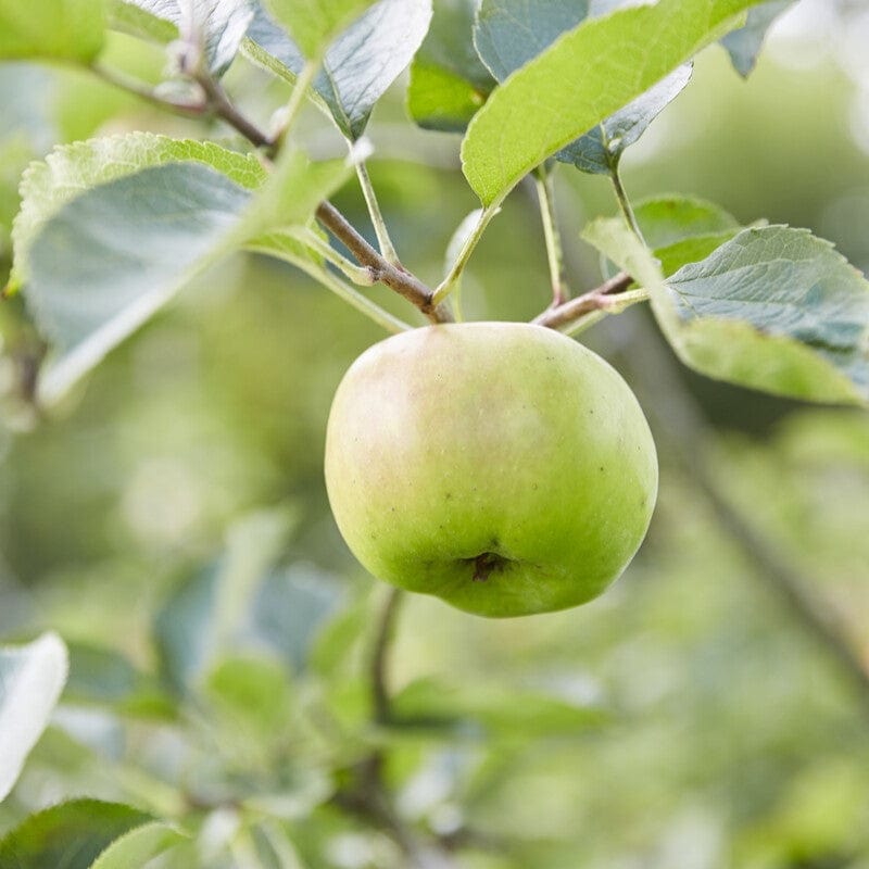 'Bramley's Seedling' Apple Tree