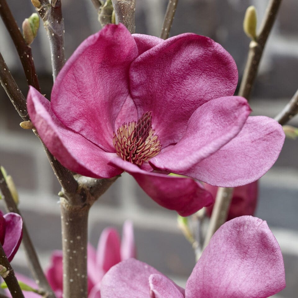 Magnolia 'Genie'