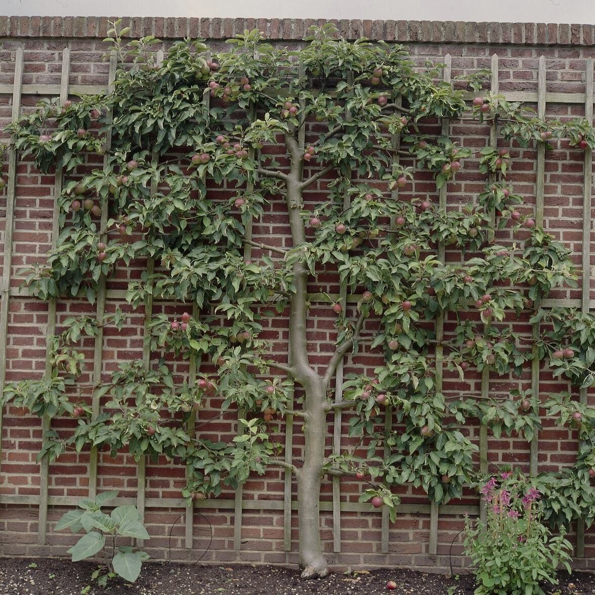 Espalier Apple Tree