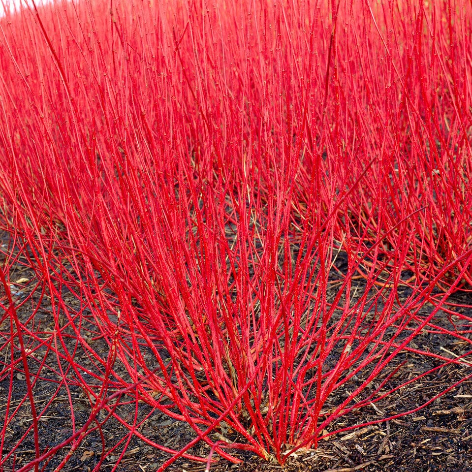 Cornus alba
