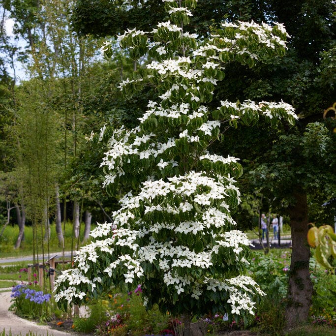 Cornus chinensis 'Great Star'