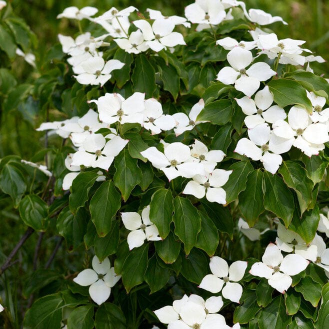 Cornus chinensis 'Great Star'