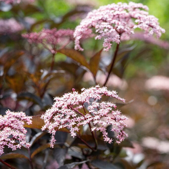 Sambucus nigra 'Black Beauty'