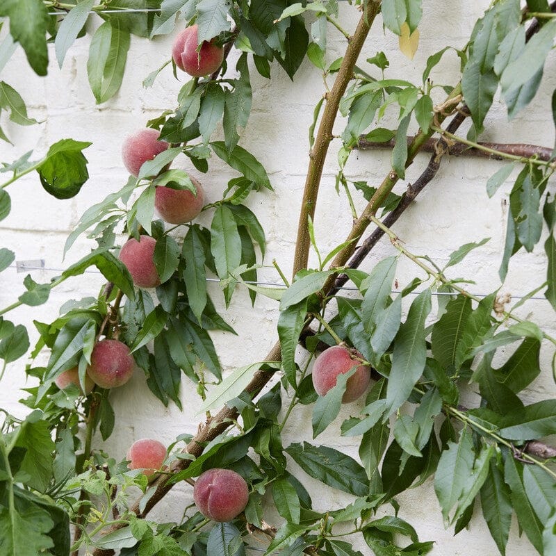 'Avalon Pride' Peach Tree