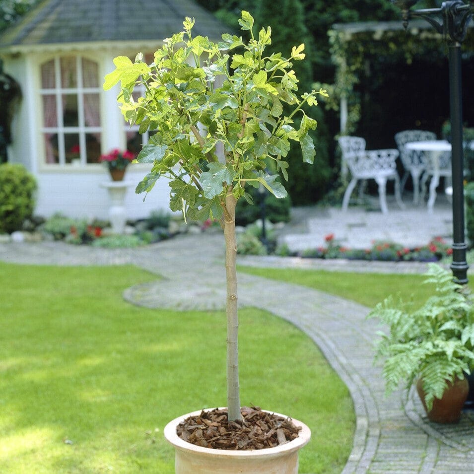 Half-Standard Fig Tree