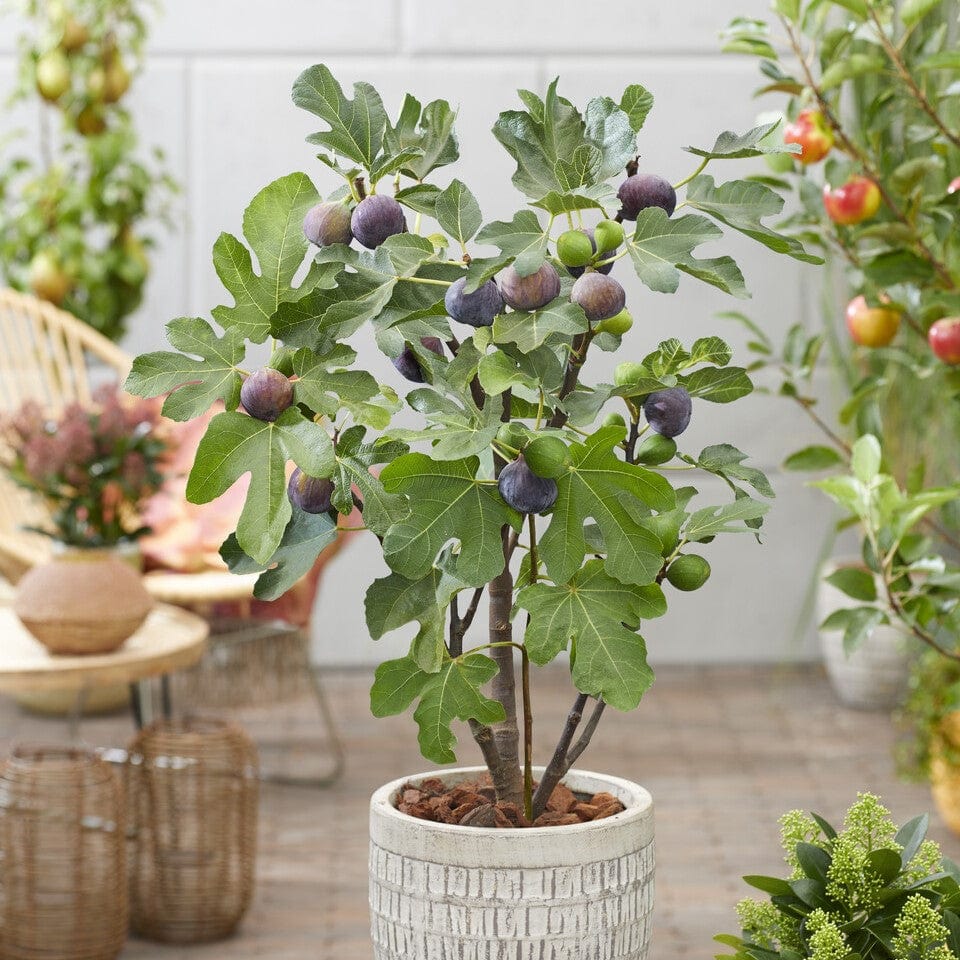 'Osborn's Prolific' Fig Tree