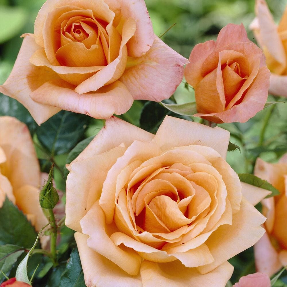 'La Villa Cotta' Shrub Rose