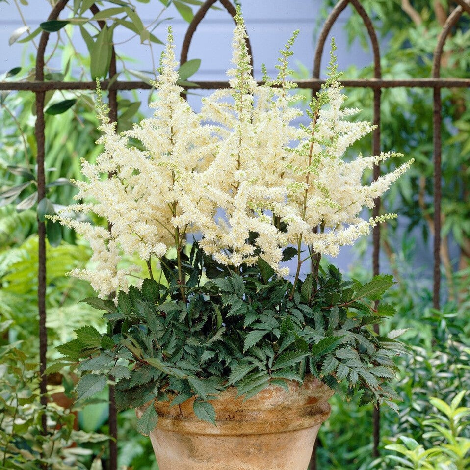 Astilbe 'Ellie'