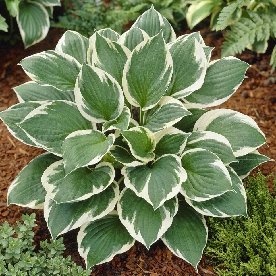 Hosta 'Minuteman'