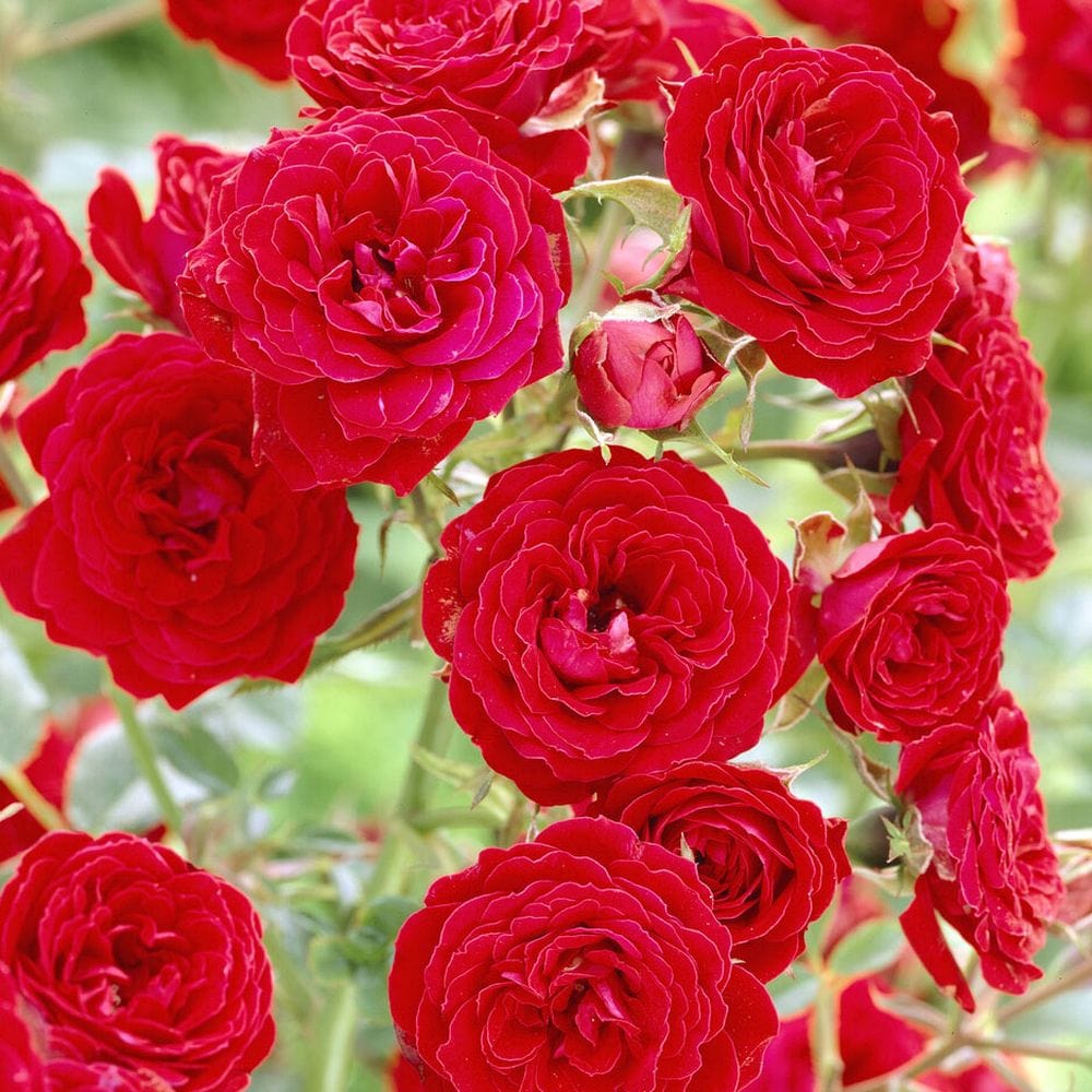 'Dwarf Fairy' Patio Shrub Rose