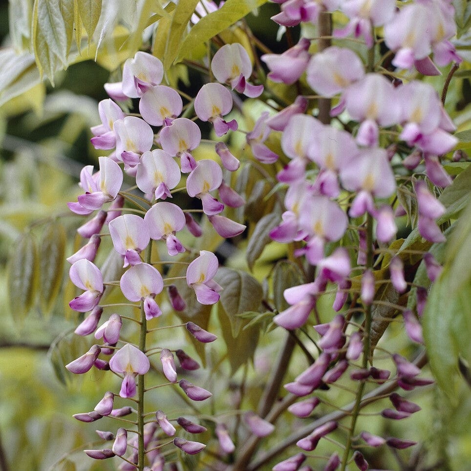 Wisteria floribunda 'Rosea'