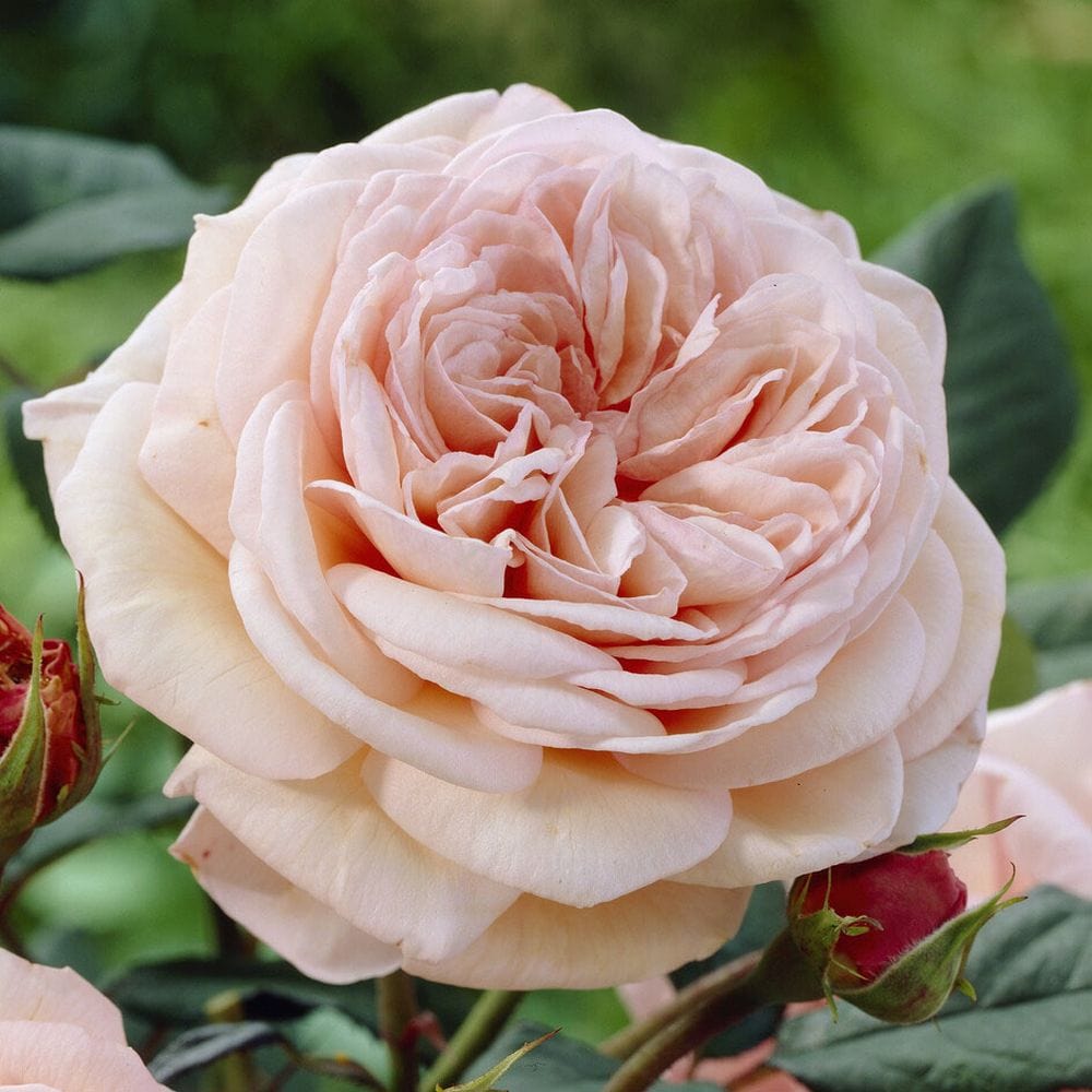 'It's a Wonderful Life' Floribunda Rose
