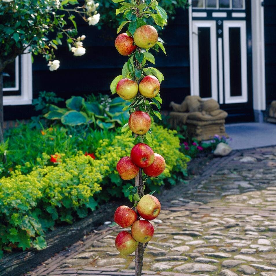 'James Grieve' Apple Tree