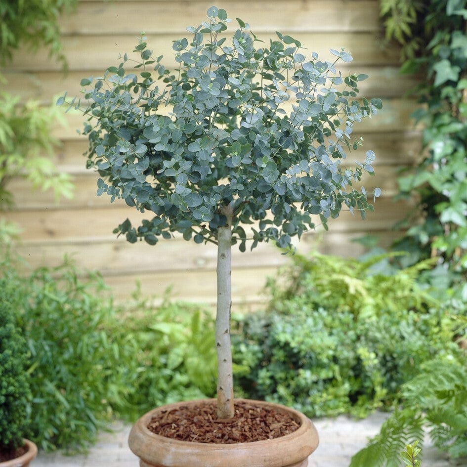 Eucalyptus gunnii