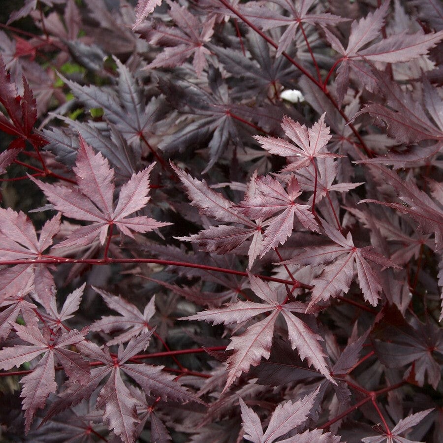 Acer palmatum 'Trompenburg'