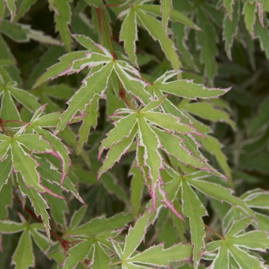 Acer palmatum 'Butterfly'