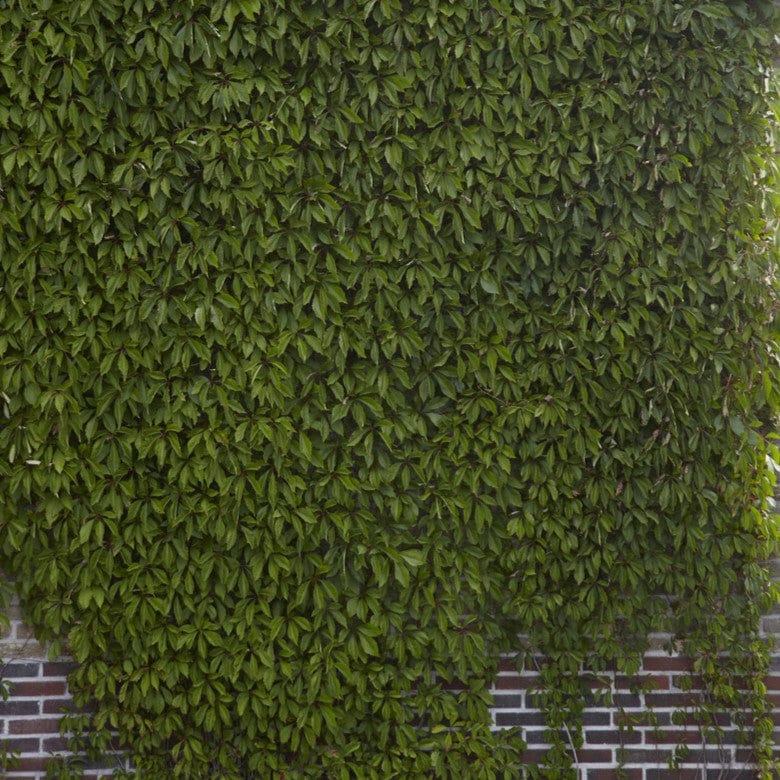 Parthenocissus quinquefolia
