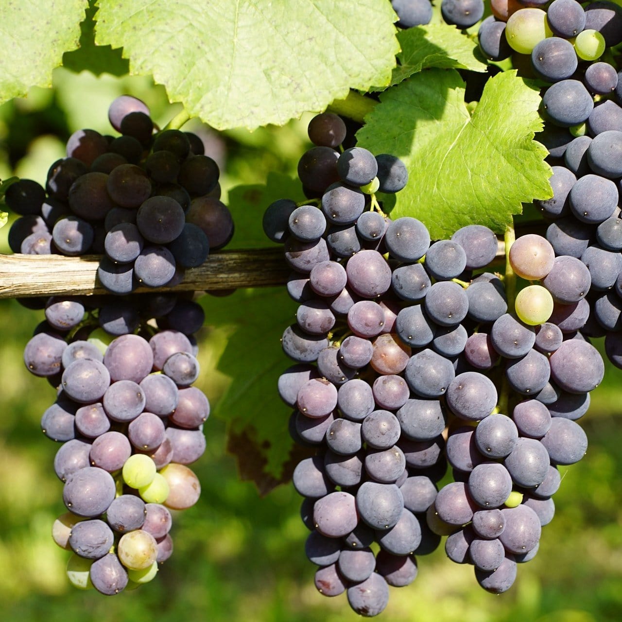 'Regent' Grape Vine