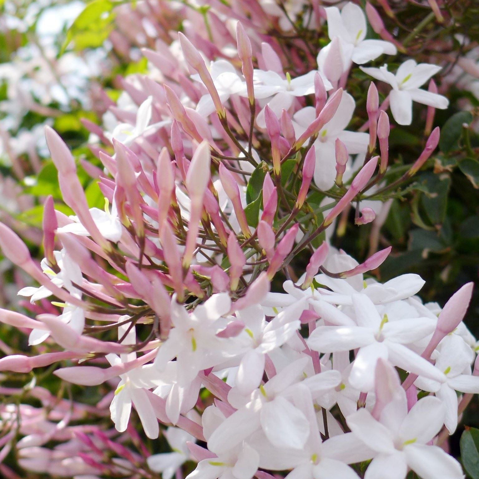 Jasmine polyanthum