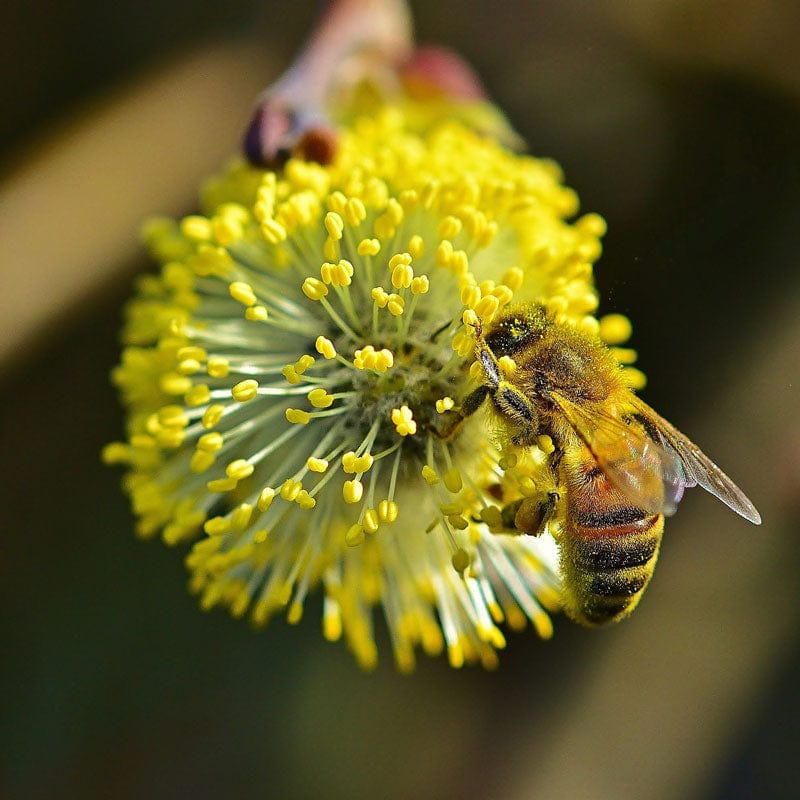 Salix matsudana 'Tortuosa'