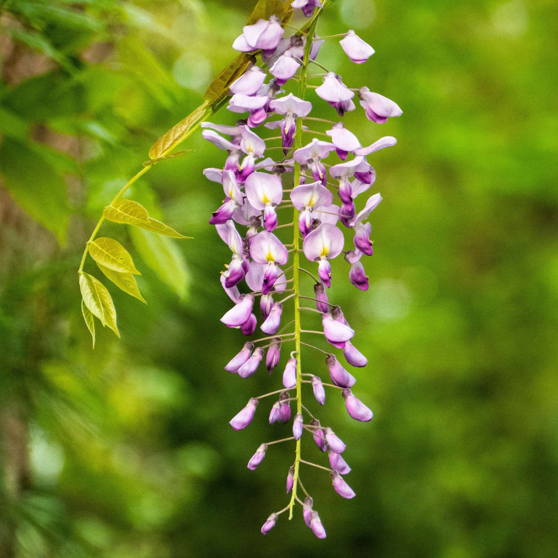 Wisteria floribunda 'Rosea'